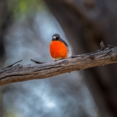 Petroica phoenicea (Flame Robin) at Snowball, NSW - 1 Apr 2021 by trevsci