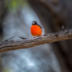 Petroica phoenicea at Snowball, NSW - 2 Apr 2021 10:58 AM