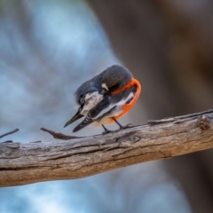 Petroica phoenicea at Snowball, NSW - 2 Apr 2021 10:58 AM