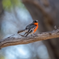 Petroica phoenicea at Snowball, NSW - 2 Apr 2021 10:58 AM