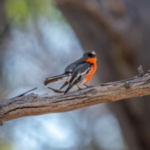 Petroica phoenicea at Snowball, NSW - 2 Apr 2021 10:58 AM