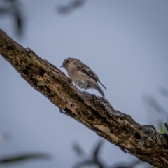 Petroica phoenicea at Snowball, NSW - 2 Apr 2021 10:58 AM