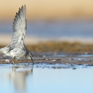 Calidris canutus at Culburra Beach, NSW - 29 Mar 2021