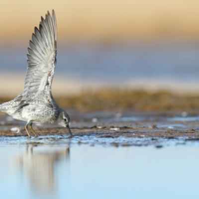 Calidris canutus (Red Knot) at Jervis Bay National Park - 29 Mar 2021 by Leo