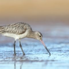 Limosa lapponica (Bar-tailed Godwit) at Jervis Bay National Park - 29 Mar 2021 by Leo