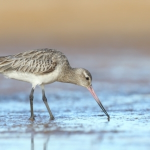 Limosa lapponica at Culburra Beach, NSW - 29 Mar 2021