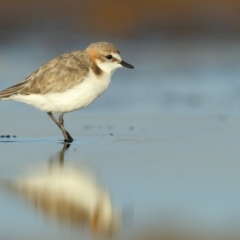 Anarhynchus ruficapillus (Red-capped Plover) at Jervis Bay National Park - 30 Mar 2021 by Leo