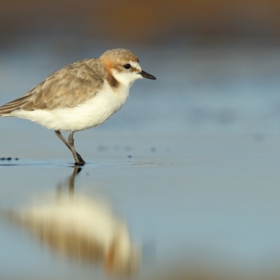 Anarhynchus ruficapillus (Red-capped Plover) at Jervis Bay National Park - 30 Mar 2021 by Leo