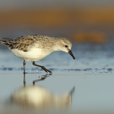 Calidris ruficollis (Red-necked Stint) at Jervis Bay National Park - 30 Mar 2021 by Leo