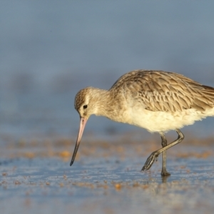 Limosa lapponica at Culburra Beach, NSW - 30 Mar 2021