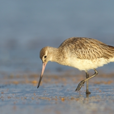 Limosa lapponica (Bar-tailed Godwit) at Jervis Bay National Park - 29 Mar 2021 by Leo