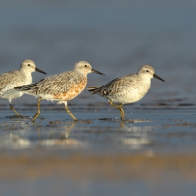 Calidris canutus (Red Knot) at Culburra Beach, NSW - 30 Mar 2021 by Leo