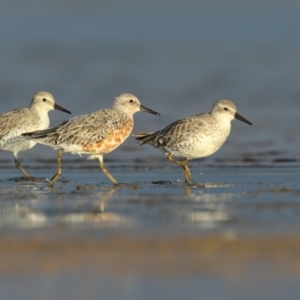 Calidris canutus at Culburra Beach, NSW - 30 Mar 2021