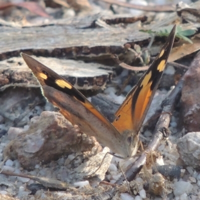 Heteronympha merope (Common Brown Butterfly) at Paddys River, ACT - 11 Feb 2021 by MichaelBedingfield