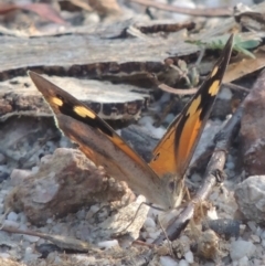 Heteronympha merope (Common Brown Butterfly) at Paddys River, ACT - 11 Feb 2021 by michaelb