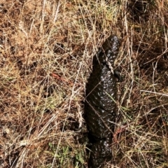 Tiliqua rugosa (Shingleback Lizard) at Mulligans Flat - 22 Jan 2021 by oliviastl