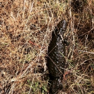 Tiliqua rugosa at Forde, ACT - 22 Jan 2021