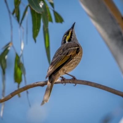 Caligavis chrysops (Yellow-faced Honeyeater) at Numeralla, NSW - 2 Apr 2021 by trevsci