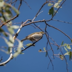 Caligavis chrysops at Numeralla, NSW - 2 Apr 2021