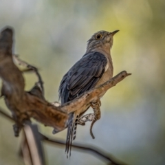 Cacomantis flabelliformis (Fan-tailed Cuckoo) at Numeralla, NSW - 2 Apr 2021 by trevsci