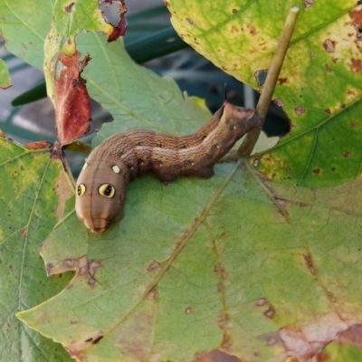 Hippotion celerio (Vine Hawk Moth) at Kambah, ACT - 5 Apr 2021 by GirtsO