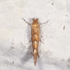 Phyllonorycter messaniella (Zeller's Midget, Gracillariidae) at Melba, ACT - 29 Mar 2021 by kasiaaus