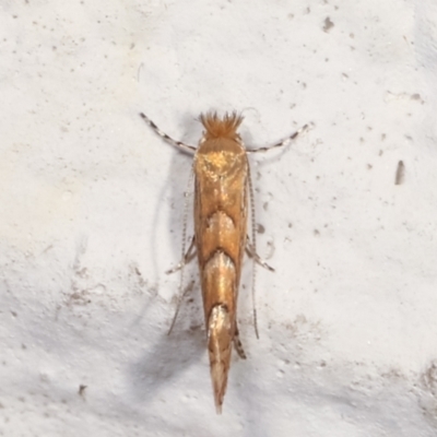 Phyllonorycter messaniella (Zeller's Midget, Gracillariidae) at Melba, ACT - 28 Mar 2021 by kasiaaus