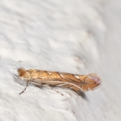 Phyllonorycter messaniella at Melba, ACT - 29 Mar 2021 12:12 AM