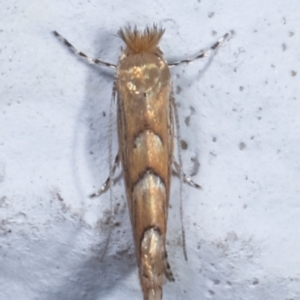 Phyllonorycter messaniella at Melba, ACT - 29 Mar 2021 12:12 AM