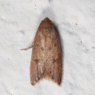 Tachystola acroxantha (A Concealer moth) at Melba, ACT - 29 Mar 2021 by kasiaaus