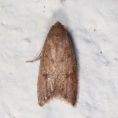 Tachystola acroxantha (A Concealer moth) at Melba, ACT - 28 Mar 2021 by kasiaaus