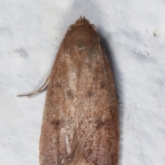 Tachystola acroxantha at Melba, ACT - 29 Mar 2021