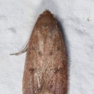 Tachystola acroxantha at Melba, ACT - 29 Mar 2021