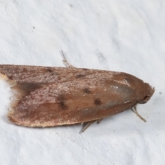 Tachystola acroxantha at Melba, ACT - 29 Mar 2021