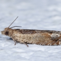 Crocidosema plebejana at Melba, ACT - 29 Mar 2021 09:16 PM