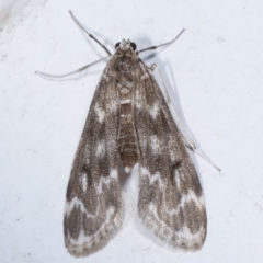 Hygraula nitens (Pond Moth) at Melba, ACT - 29 Mar 2021 by kasiaaus