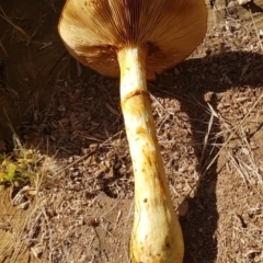 Gymnopilus junonius (Spectacular Rustgill) at Watson, ACT - 5 Apr 2021 by MAX