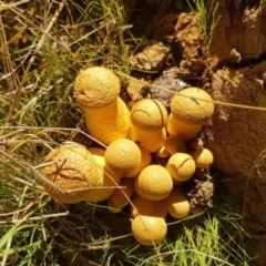 Gymnopilus junonius at Watson, ACT - suppressed