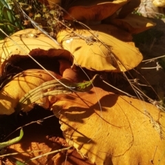 Gymnopilus junonius at Watson, ACT - suppressed