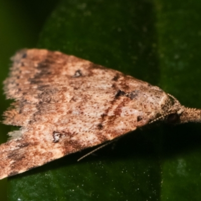 Alapadna pauropis (Variable Spot-wing) at Melba, ACT - 29 Mar 2021 by kasiaaus