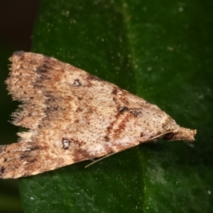 Alapadna pauropis at Melba, ACT - 29 Mar 2021 09:20 PM