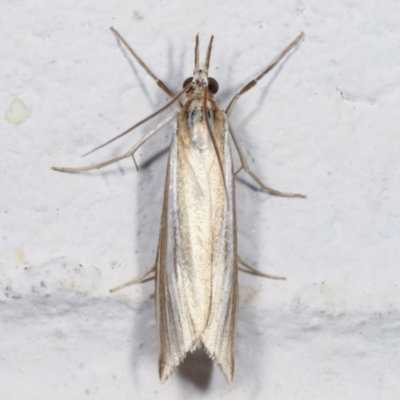 Hednota species near grammellus (Pyralid or snout moth) at Melba, ACT - 29 Mar 2021 by kasiaaus