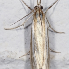 Hednota species near grammellus at Melba, ACT - 29 Mar 2021 09:26 PM