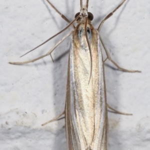 Hednota species near grammellus at Melba, ACT - 29 Mar 2021 09:26 PM