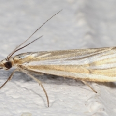 Hednota species near grammellus at Melba, ACT - 29 Mar 2021 09:26 PM