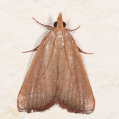 Ocrasa acerasta (A Pyralid moth) at Melba, ACT - 29 Mar 2021 by kasiaaus