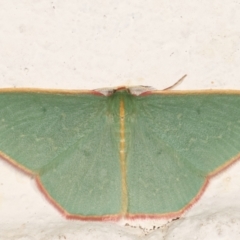 Chlorocoma dichloraria (Guenee's or Double-fringed Emerald) at Melba, ACT - 30 Mar 2021 by kasiaaus