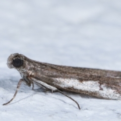 Assara subarcuella at Melba, ACT - 30 Mar 2021 12:34 AM