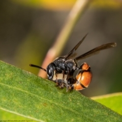 Eumeninae (subfamily) (Unidentified Potter wasp) at Latham, ACT - 5 Apr 2021 by Roger