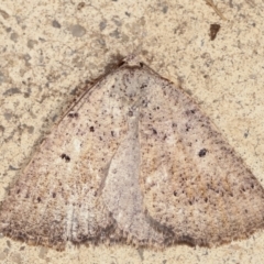 Amelora anepiscepta (Reddish Cape-moth) at Melba, ACT - 29 Mar 2021 by kasiaaus